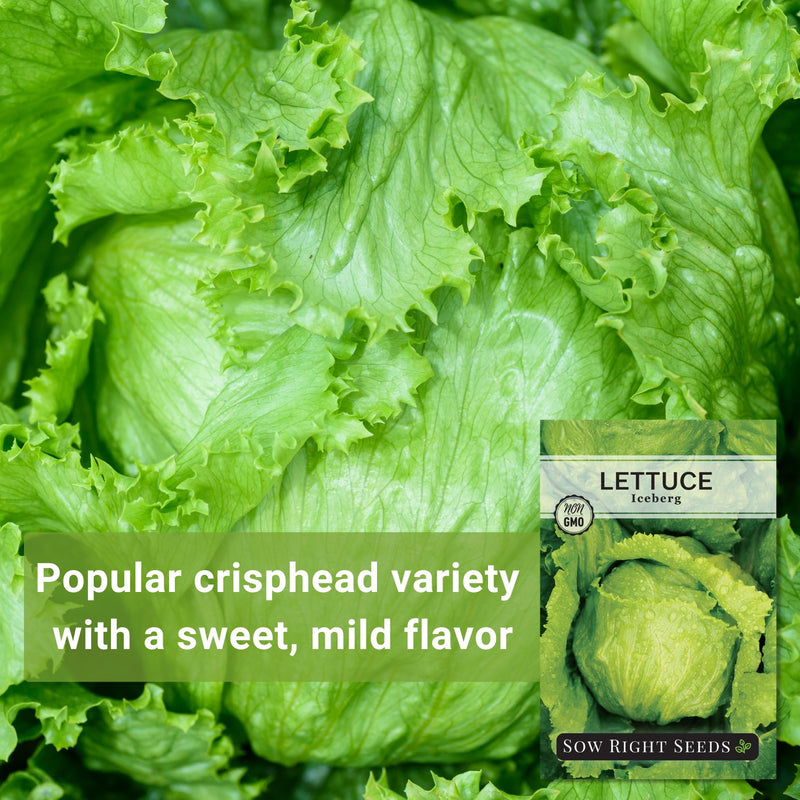 iceberg lettuce seeds popular crisphead variety with a sweet mild flavor