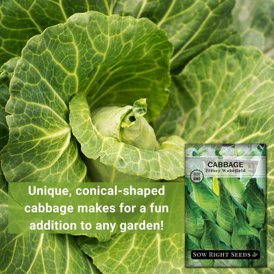 jersey wakefield cabbage unique conical-shaped cabbage makes for a fun addition to any garden