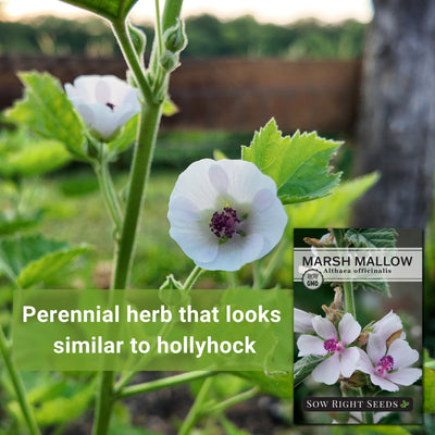 Marsh Mallow Seeds