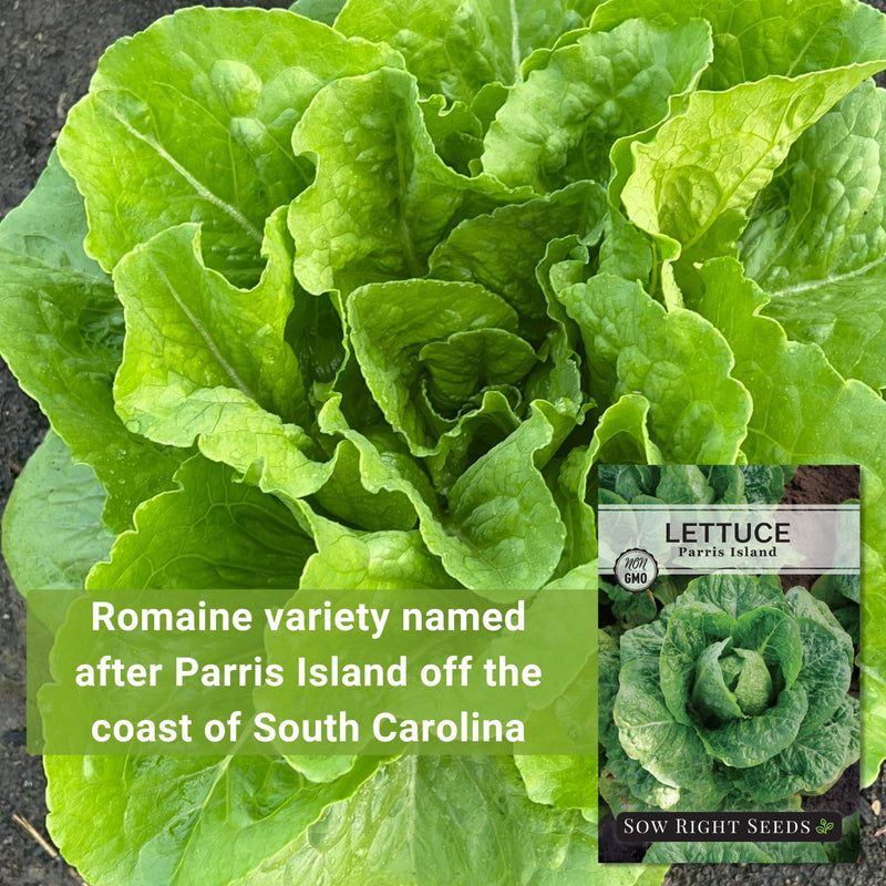 parris island lettuce seeds romaine variety named after parris island off the coast of south carolina