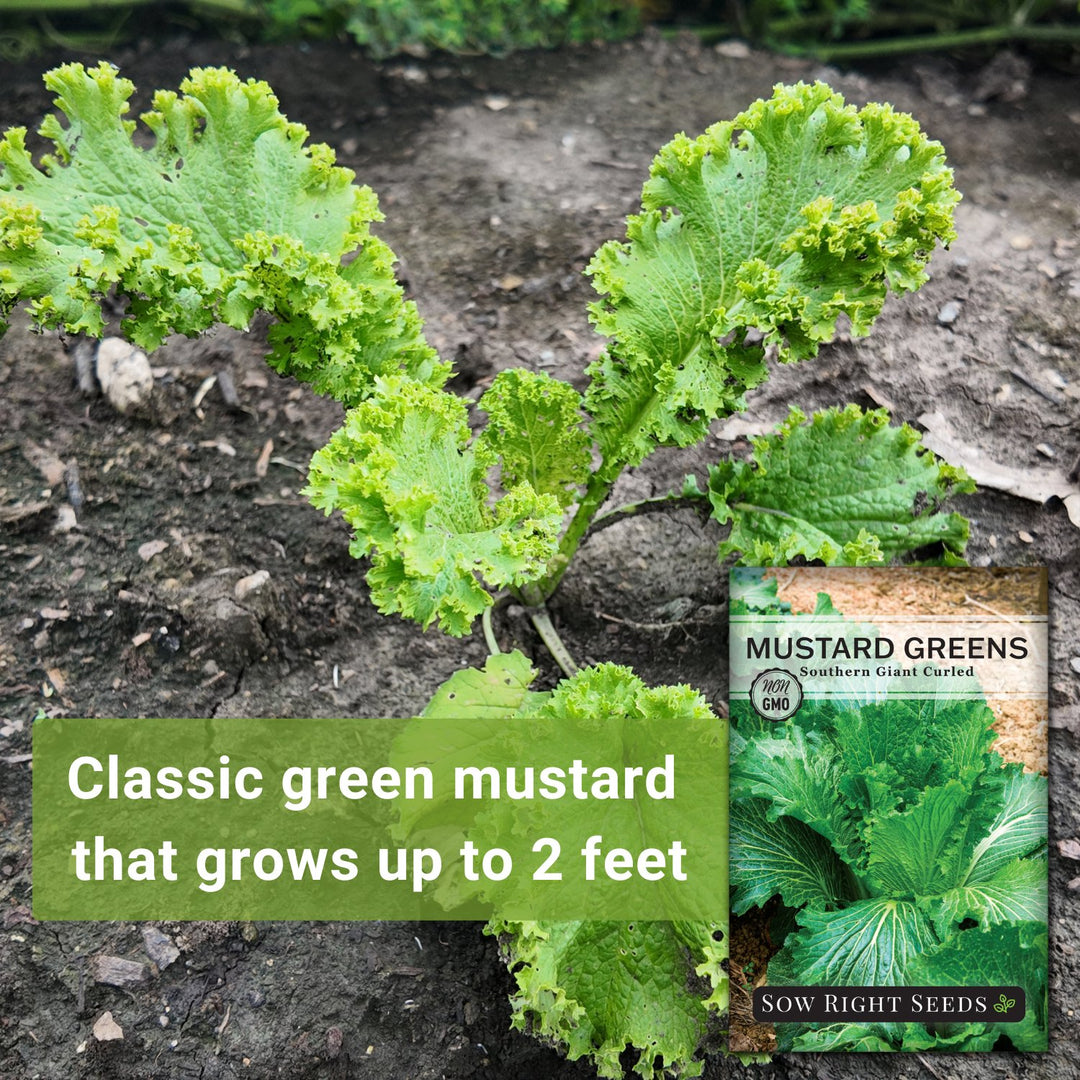 Southern Giant Curled Mustard MICROGREEN Seeds - Heirloom Non-GMO - Axel's Garden Seeds