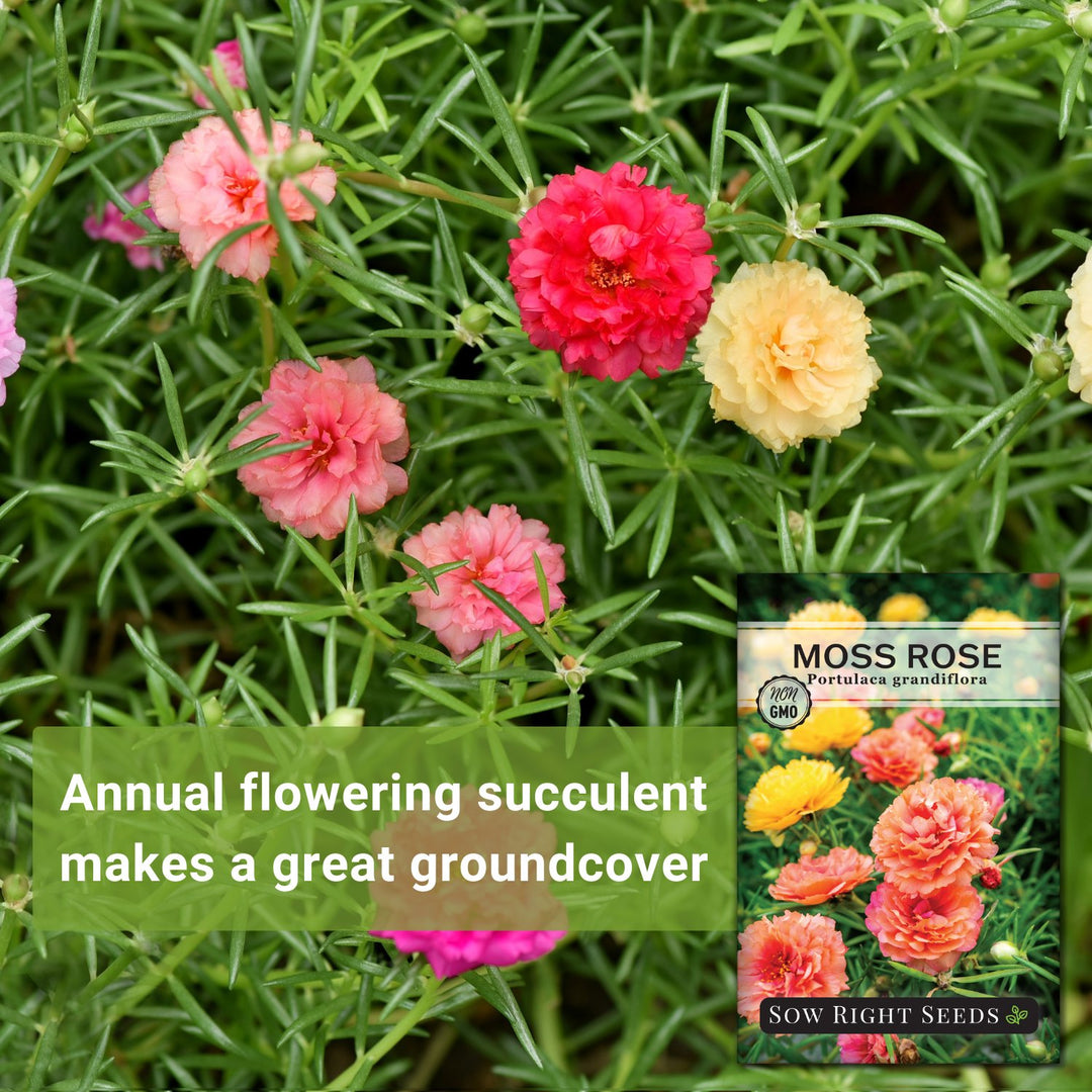 table rose plant seeds Moss Rose Seeds