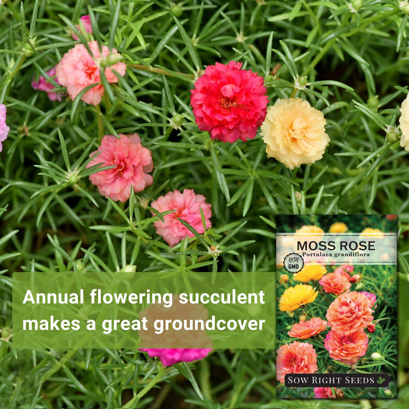Moss Rose Seeds
