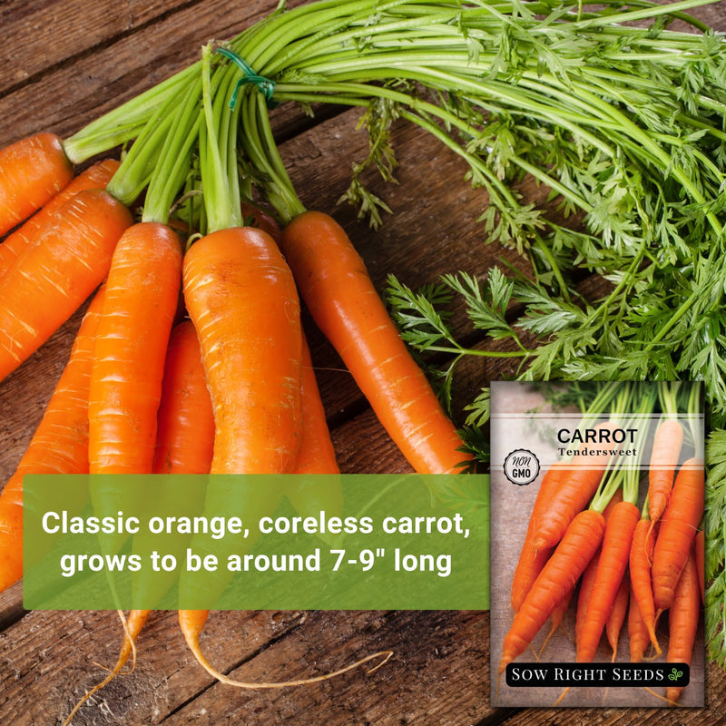 tendersweet carrot seeds classic orange coreless grows to be around seven to nine inches long