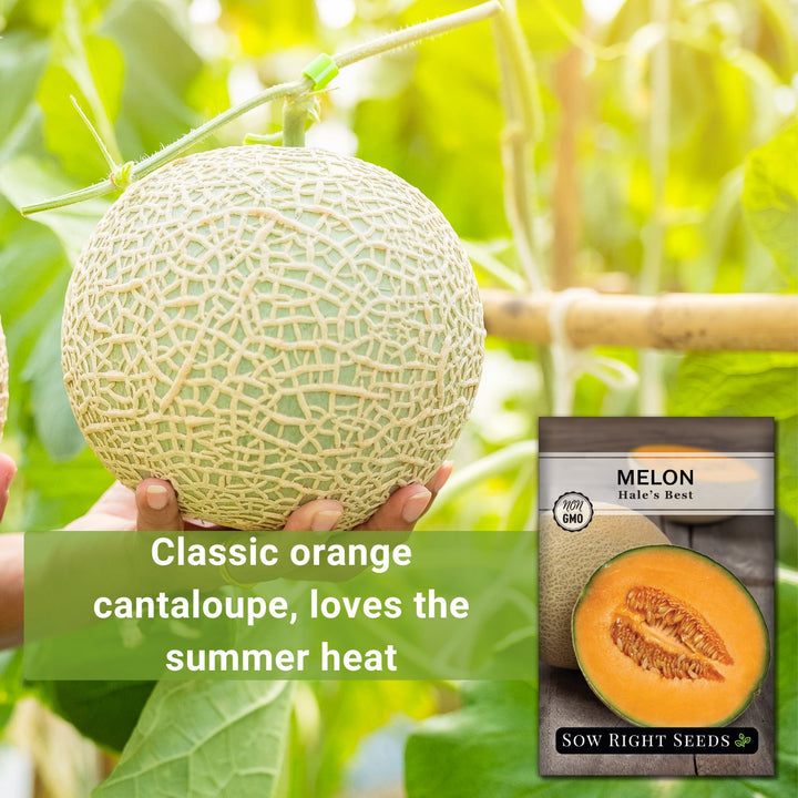 Hale's Best Melon Seeds for Planting | Classic Cantaloupe – Sow