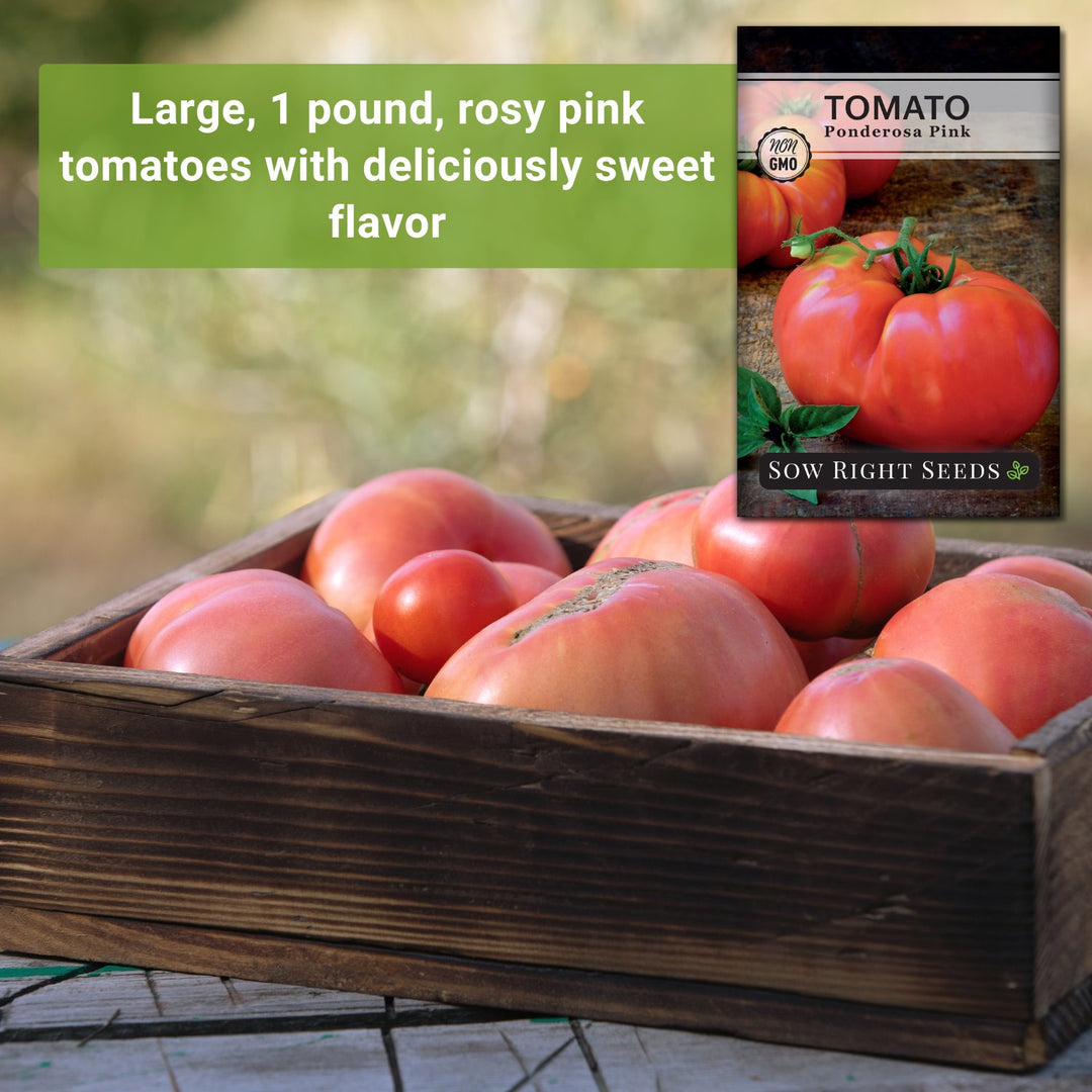 Ponderosa Pink Tomato Seeds for Planting | Rosy Slicer Variety