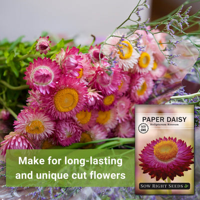 paper daisy seeds make for long-lasting and unique cut flowers