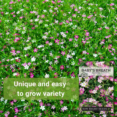 carmine baby's breath seeds unique and easy to grow variety