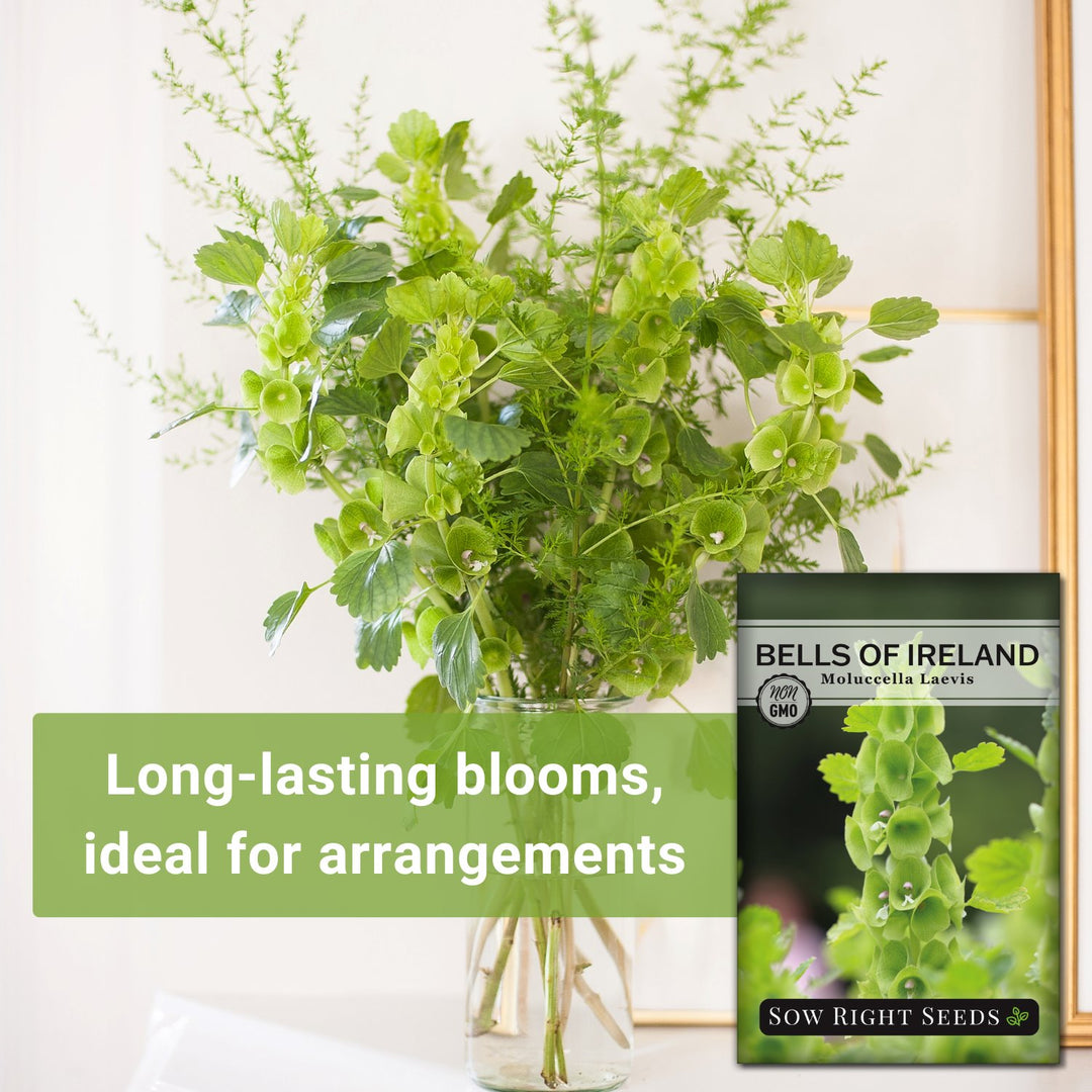 plant seeds ireland Bells of Ireland Seeds for Planting