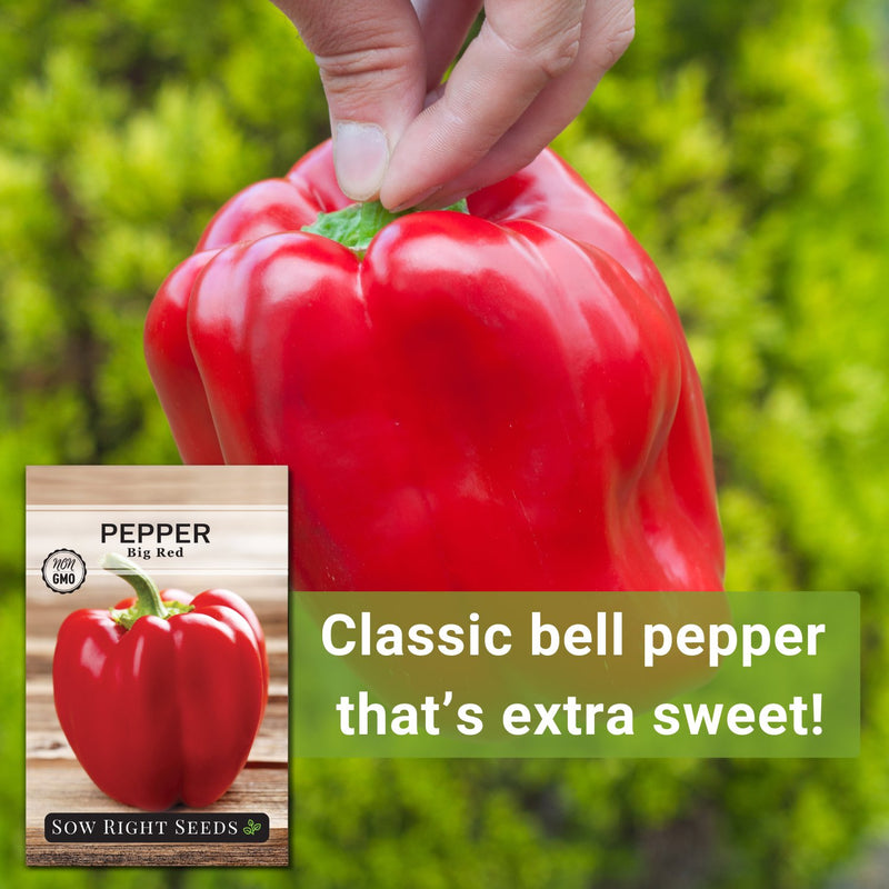 big red pepper seeds classic bell pepper that&