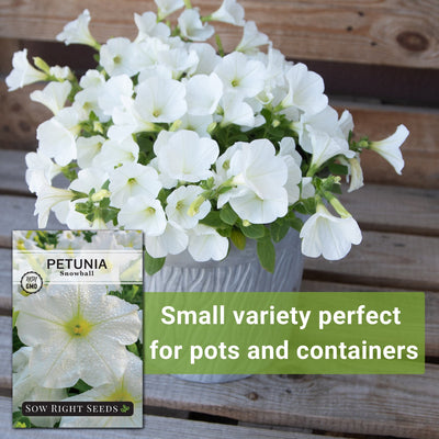 snowball petunia seeds small variety perfect for pots and containers