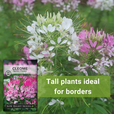 Spider Flower Cleome Seeds