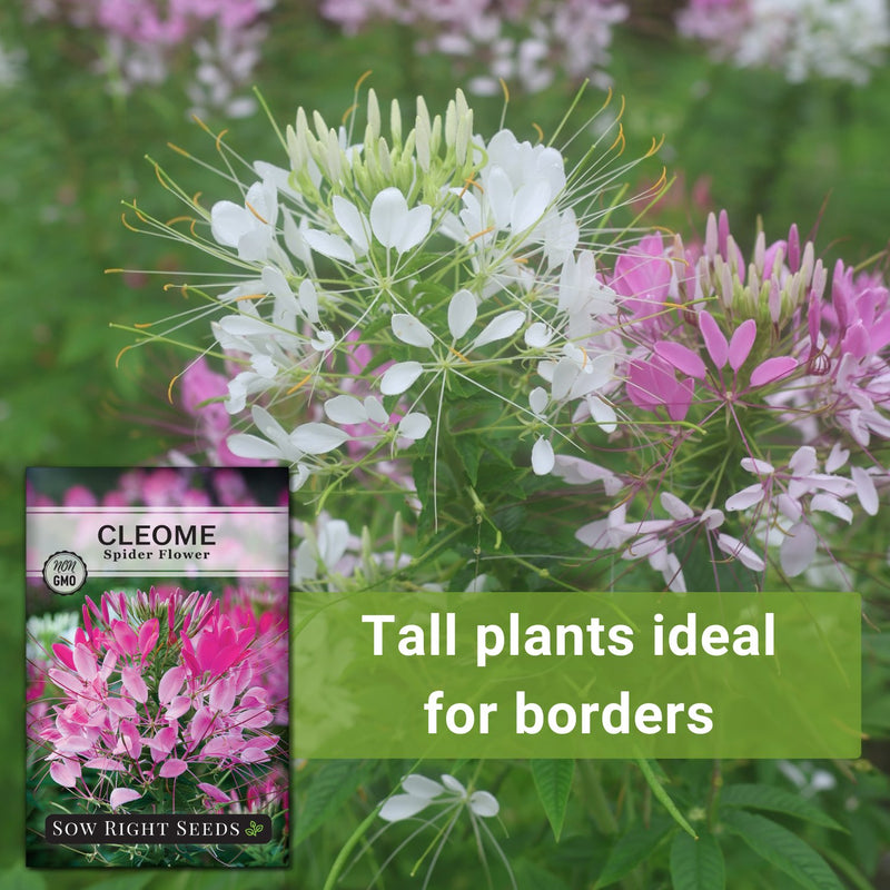 Spider Flower Cleome Seeds