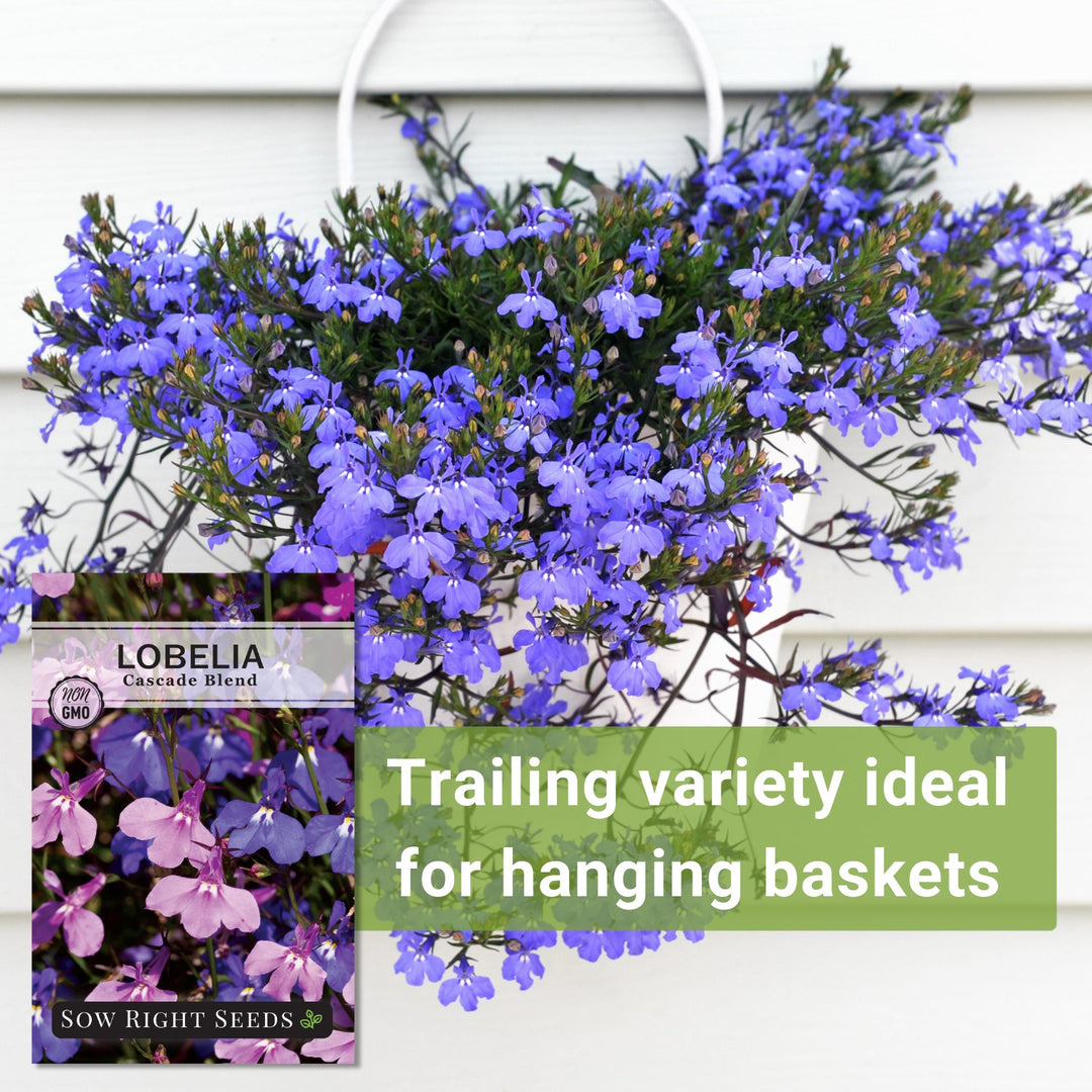 trailing plant seeds for hanging baskets Cascade Blend Lobelia Seeds