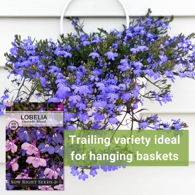 Cascade Blend Lobelia Seeds