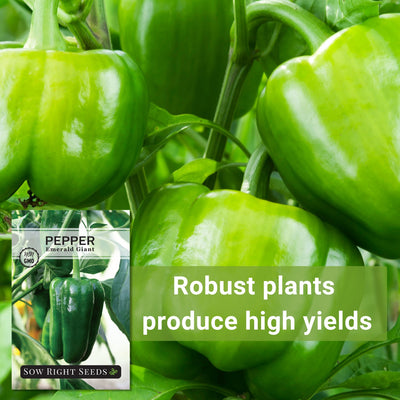 emerald giant pepper seeds robust plants produce high yields