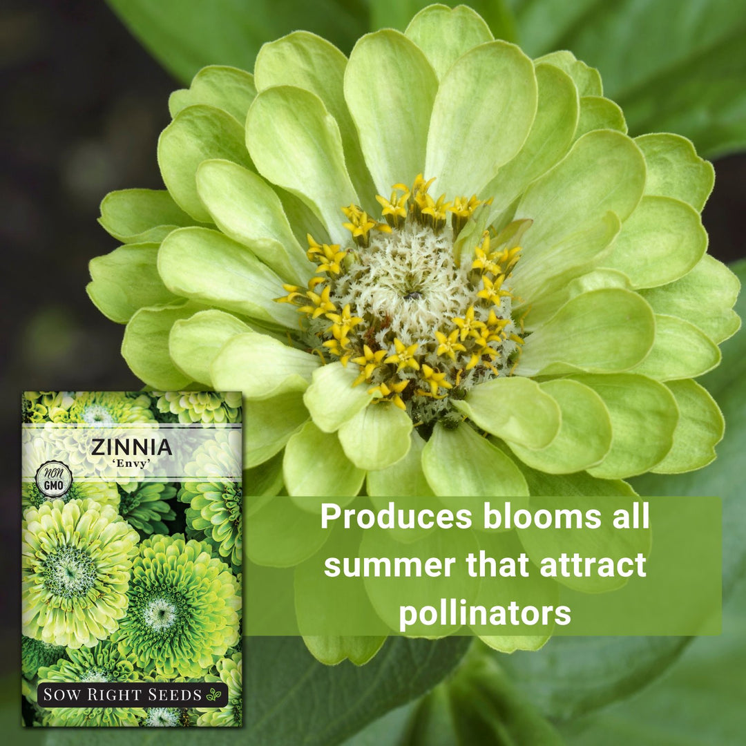 Envy Zinnia | Rare Green Annual Flower Seeds, image size:1080x1080
