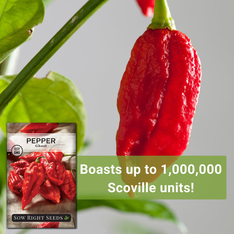 ghost pepper seeds boasts up to one million scoville units