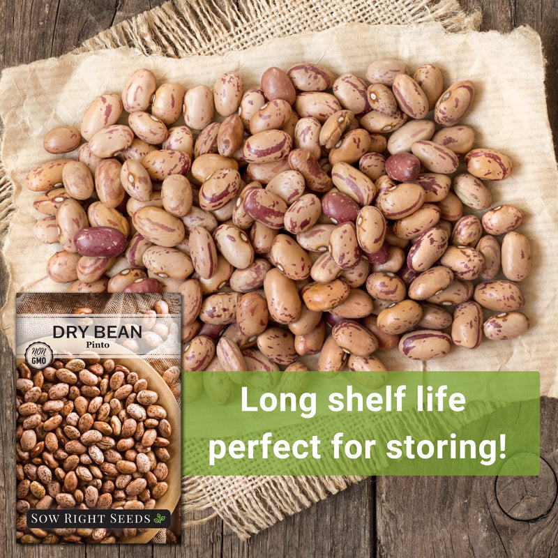 pinto dry bean seeds long shelf life perfect for storing