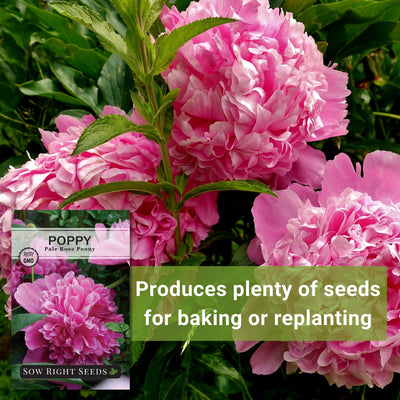 pale rose peony poppy seeds produces plenty of seeds for baking or replanting