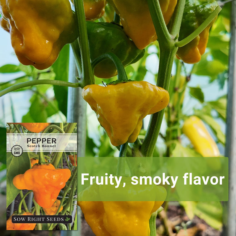 scotch bonnet pepper seeds fruity smoky flavor