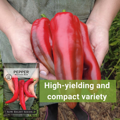 marconi red pepper seeds high yielding and compact variety