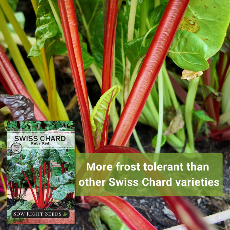 ruby red swiss chard seeds more frost tolerant than other swiss chard varieties