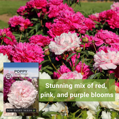 mixed peony poppy seeds stunning mix of red pink and purple blooms