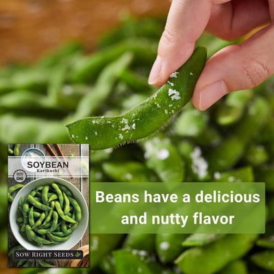 karikachi soybean seeds beans have a delicious and nutty flavor
