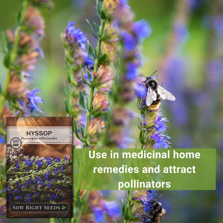 lavender hyssop seeds Hyssop Seeds for Planting