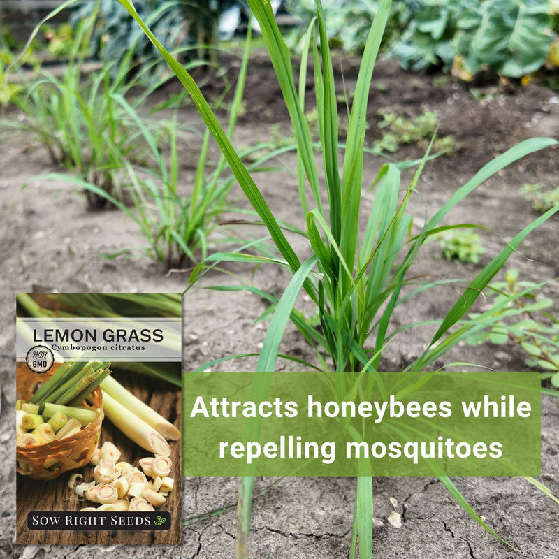 west indian lemon grass seeds attracts honeybees while repelling mosquitos
