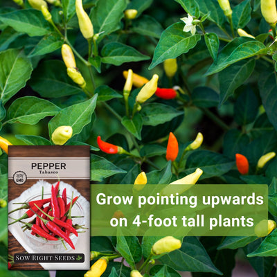 Tabasco Pepper Seeds