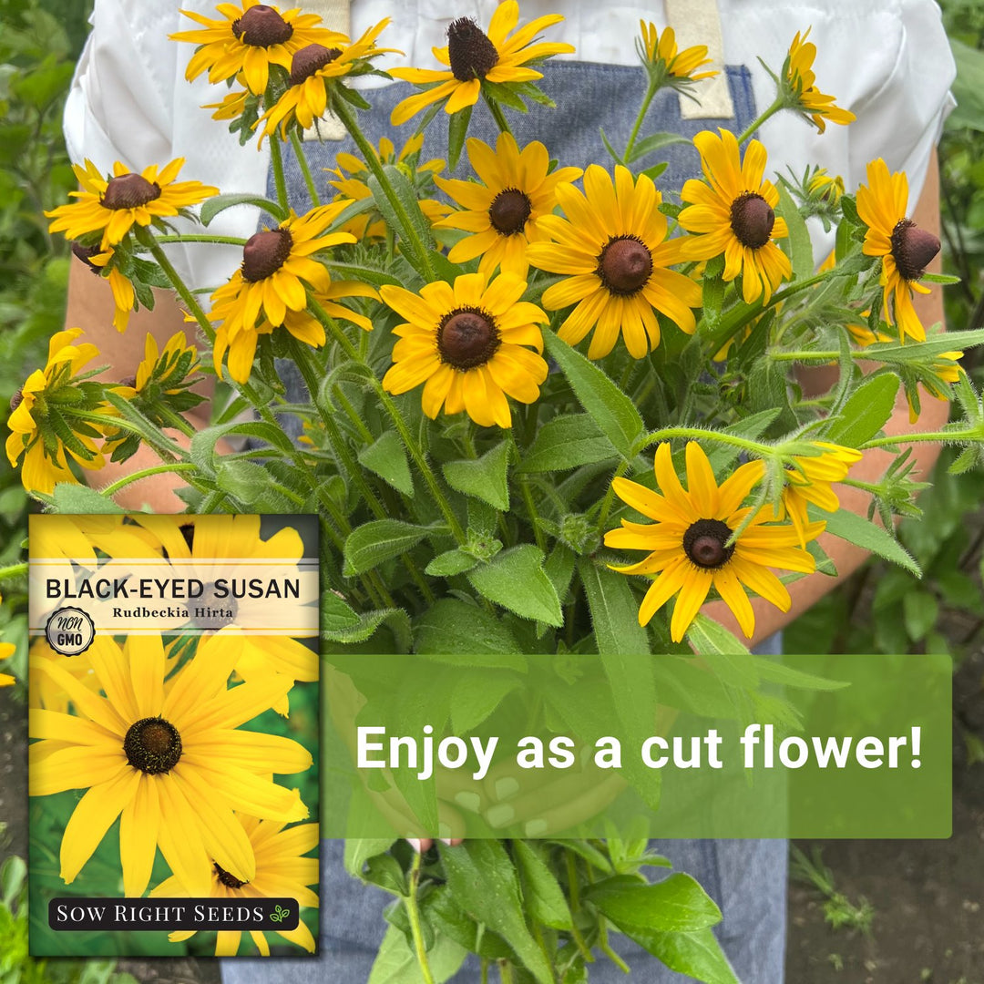 best time plant black eyed susan seeds Black-Eyed Susan Seeds for Planting