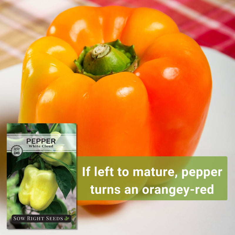 white cloud pepper seeds if left to mature pepper turns an orangey-red