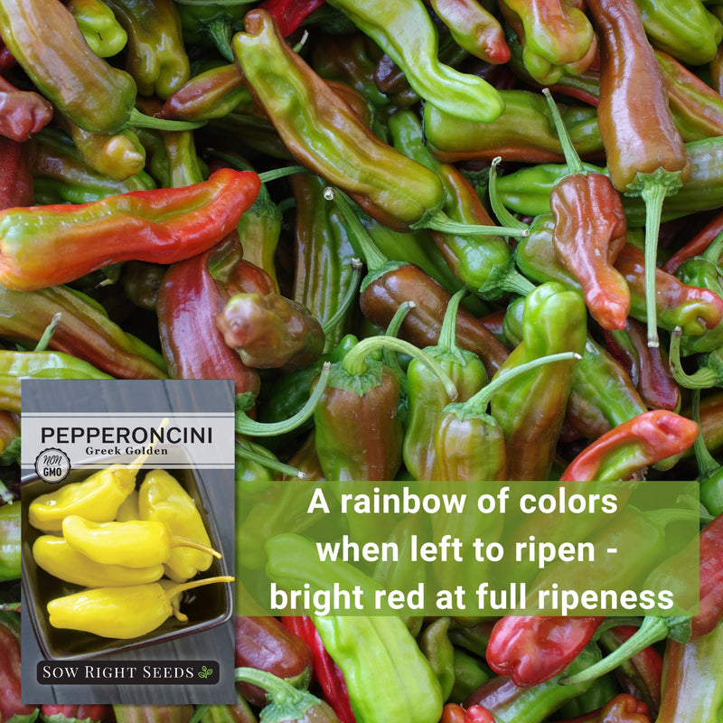 greek golden pepperoncini seeds a rainbow of colors when left to ripen bright red at full ripeness