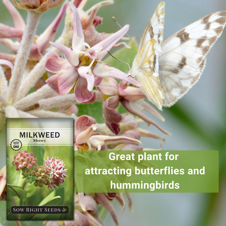 planting showy milkweed seeds Showy Milkweed Seeds