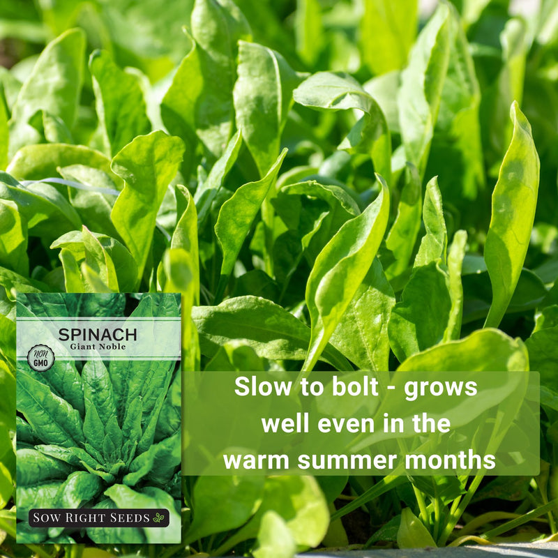 giant noble spinach seeds slow to bolt grows well even in the warm summer months