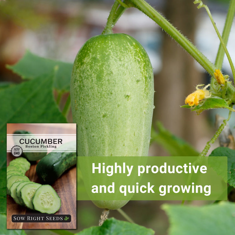 boston pickling cucumber seeds highly productive and quick growing