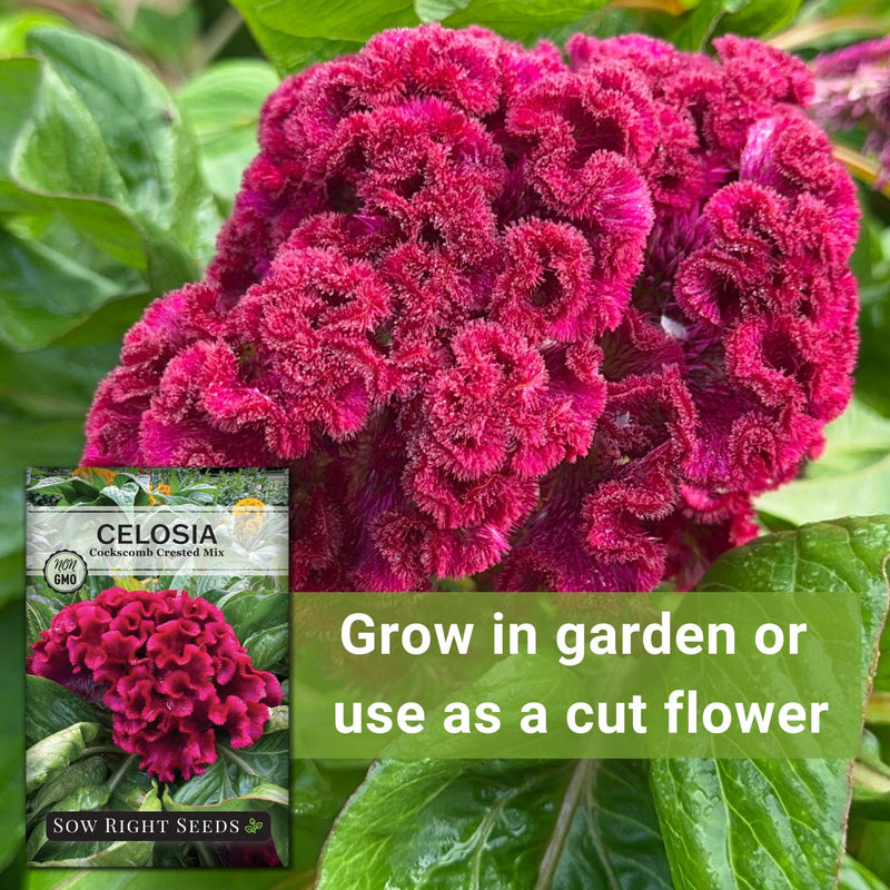 Cockscomb Crested Mix Celosia Seeds