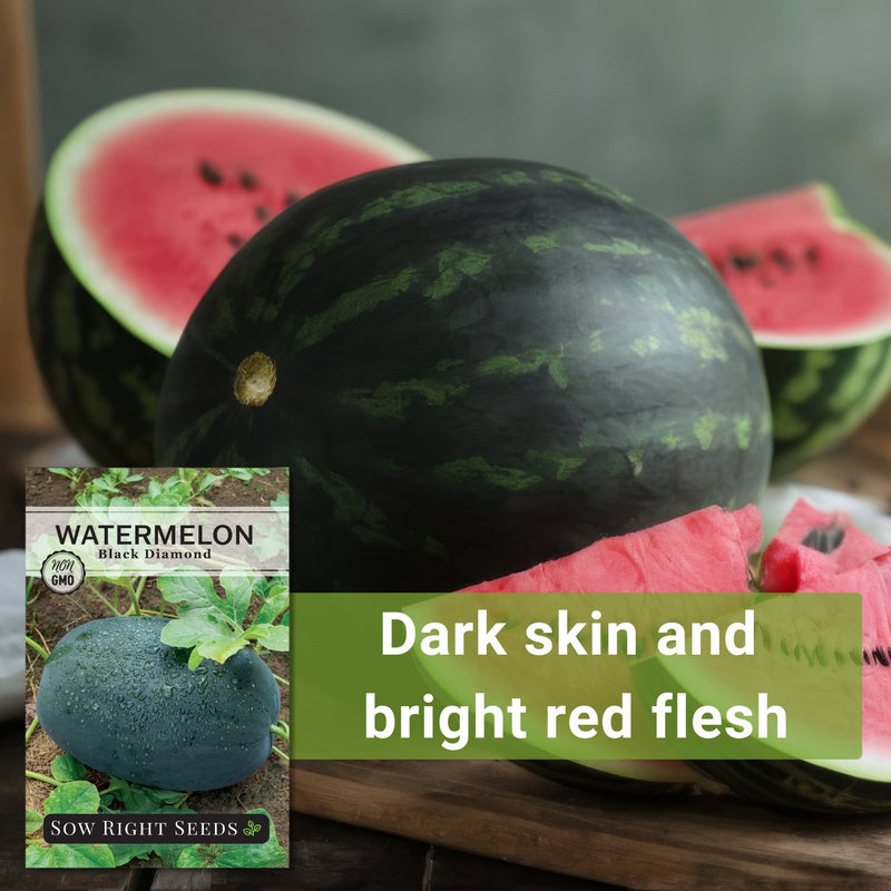 black diamond watermelon seeds dark skin and bright red flesh