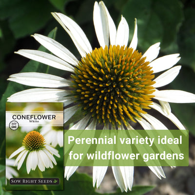white coneflower seeds perennial variety ideal for wildflower gardens