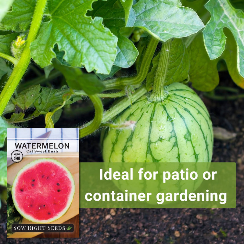 cal sweet bush watermelon seeds ideal for patio or container gardening