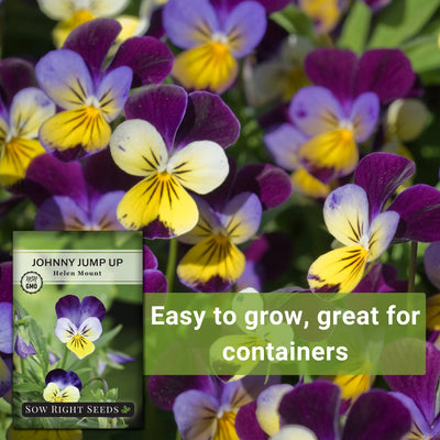 johnny jump up violet easy to grow, great for containers