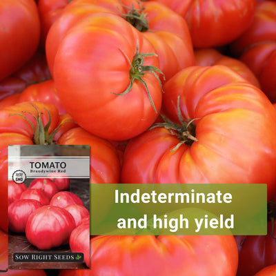 brandywine red tomato seeds indeterminate and high yield