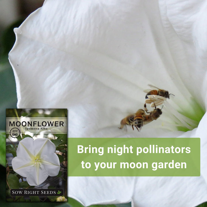 Moonflower Seeds for Planting | Large White Night Time