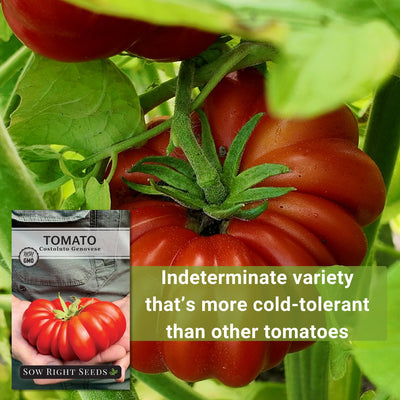 costoluto genovese tomato seeds indeterminate variety that's more cold-tolerant than other tomatoes