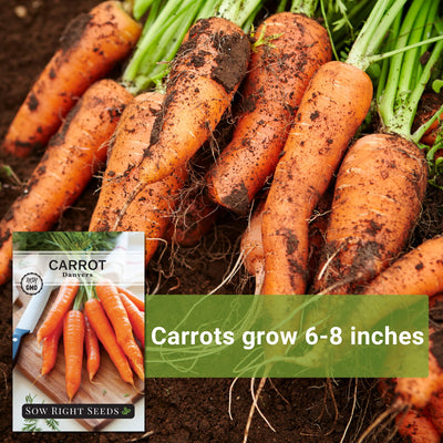 danvers carrot seeds carrots grow 6-8 inches