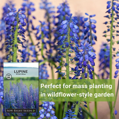 wild blue lupine seeds perfect for mass planting in wildflower-style garden