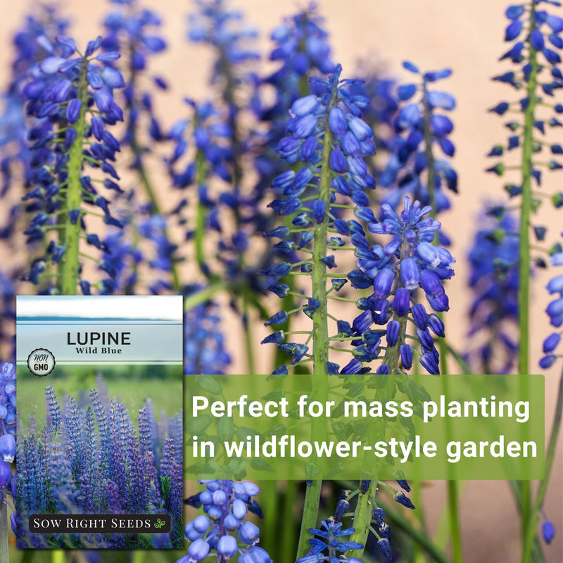 wild blue lupine seeds perfect for mass planting in wildflower-style garden
