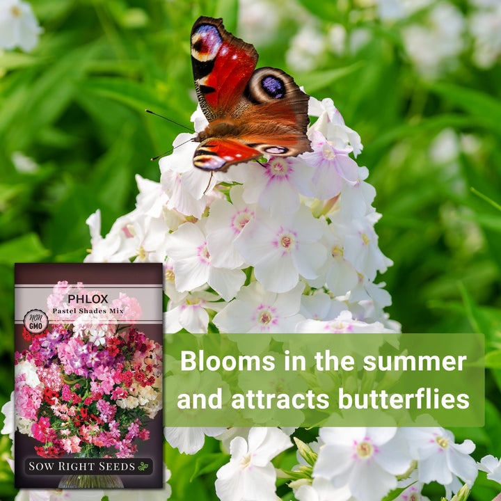 pastel flower seeds Sow Right Seeds - Pastel Shades Mixed Phlox Seeds for Planting - Beautiful Flowers to Plant in Your Home Pollinator Garden